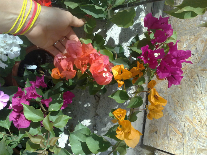 22 - BOUGAINVILLEA