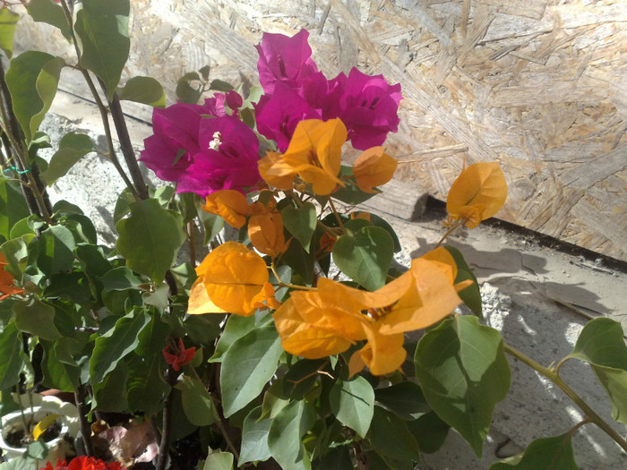 23 - BOUGAINVILLEA