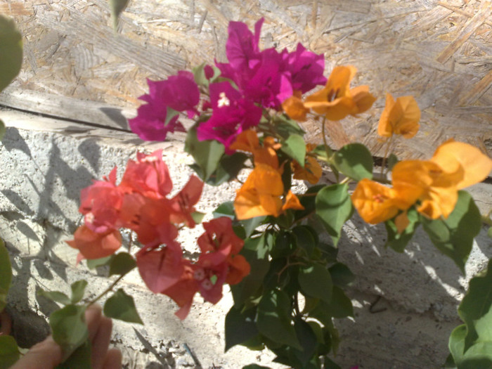 24 - BOUGAINVILLEA