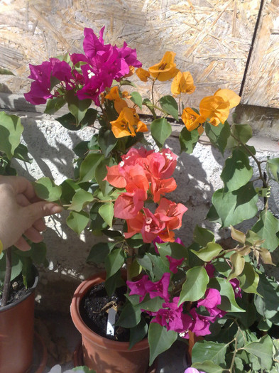 26 - BOUGAINVILLEA