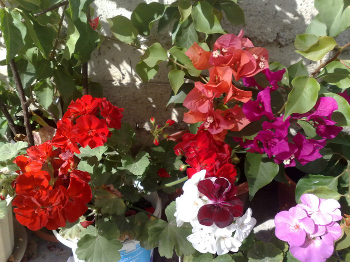 27 - BOUGAINVILLEA