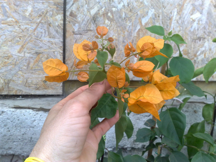28 - BOUGAINVILLEA