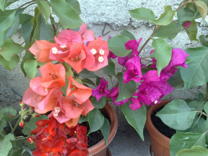 29 - BOUGAINVILLEA