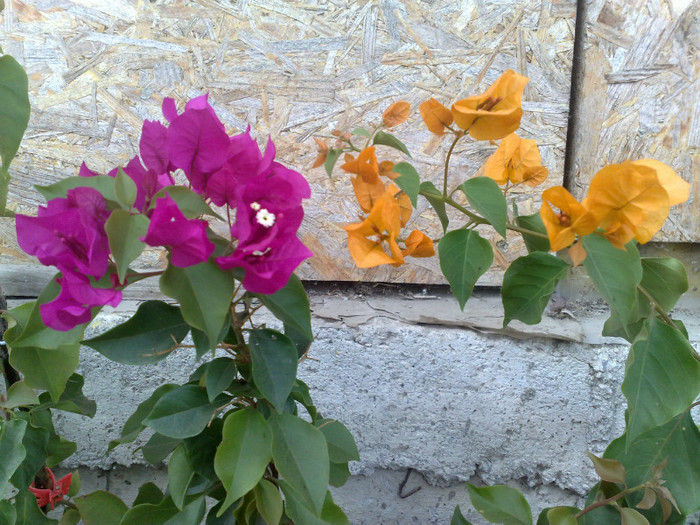 30 - BOUGAINVILLEA