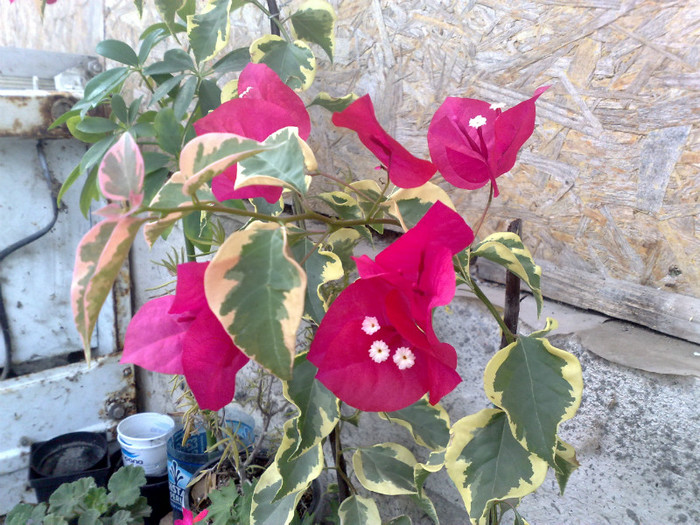 31 - BOUGAINVILLEA