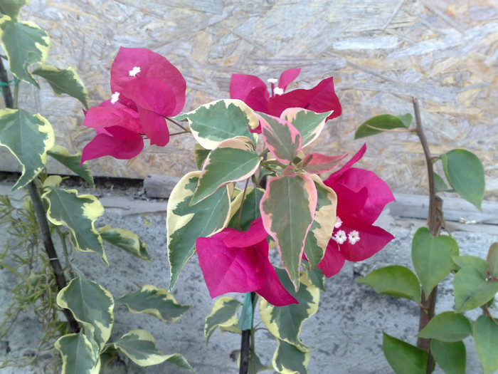 32 - BOUGAINVILLEA