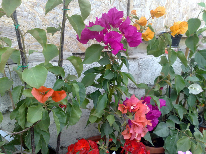 33 - BOUGAINVILLEA