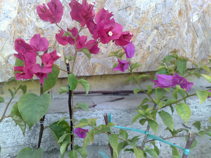 34 - BOUGAINVILLEA