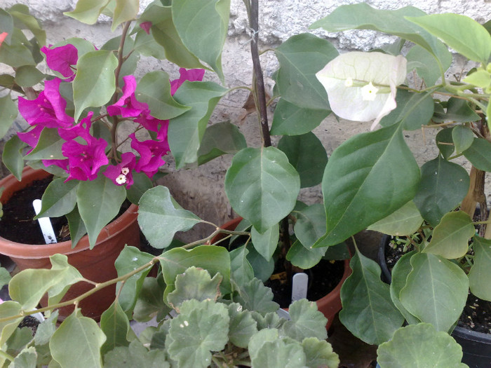 37 - BOUGAINVILLEA