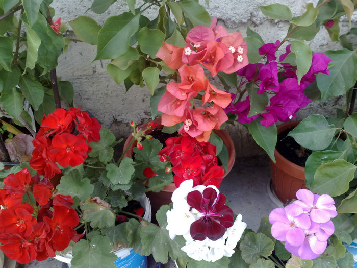 38 - BOUGAINVILLEA