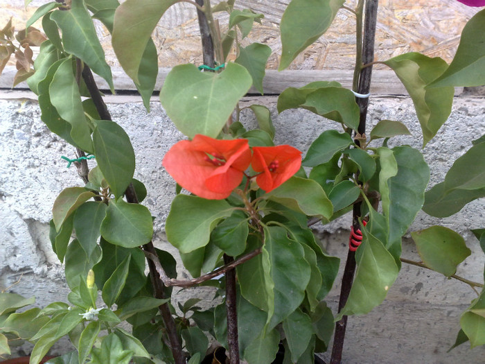 39 - BOUGAINVILLEA