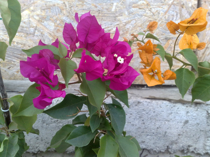 40 - BOUGAINVILLEA