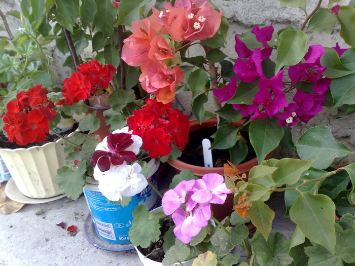 43 - BOUGAINVILLEA