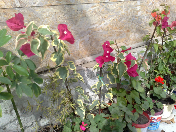 45 - BOUGAINVILLEA