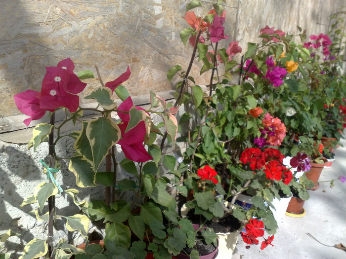 46 - BOUGAINVILLEA