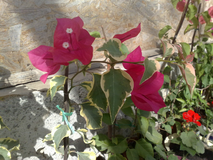 47 - BOUGAINVILLEA