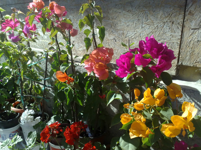 14 - BOUGAINVILLEA