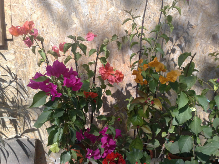 66 - BOUGAINVILLEA