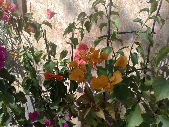 67 - BOUGAINVILLEA