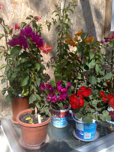 68 - BOUGAINVILLEA