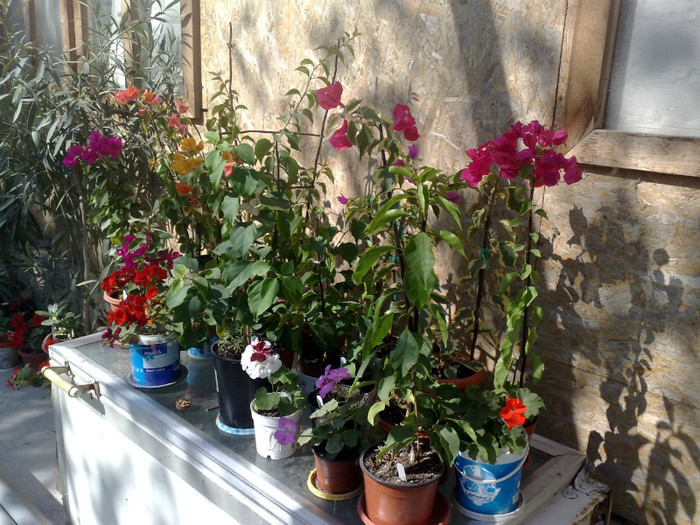 69 - BOUGAINVILLEA
