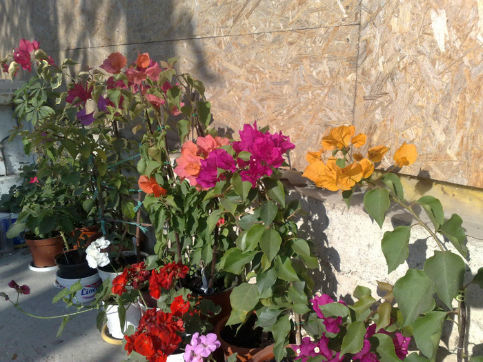 81 - BOUGAINVILLEA