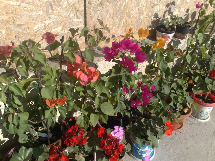 82 - BOUGAINVILLEA