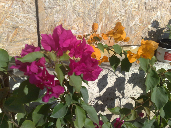 83 - BOUGAINVILLEA