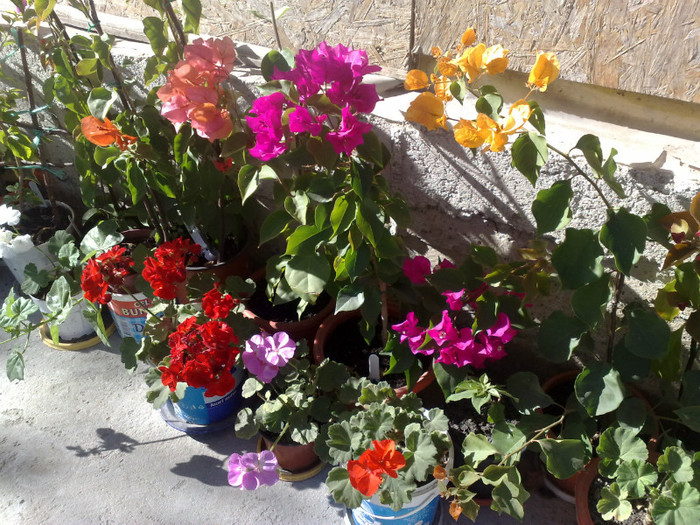 97 - BOUGAINVILLEA