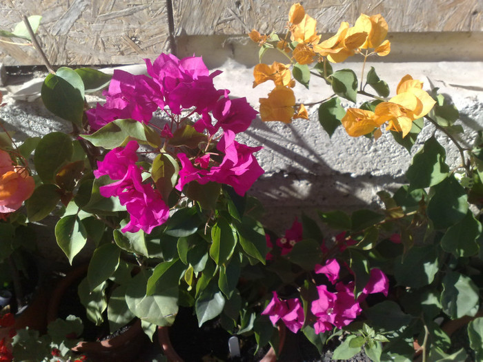 98 - BOUGAINVILLEA