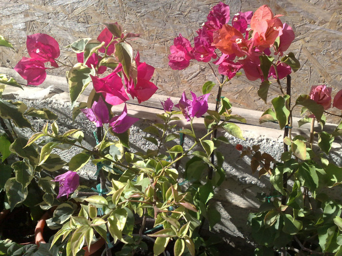 00 - BOUGAINVILLEA