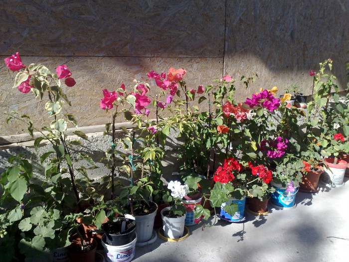 01 - BOUGAINVILLEA