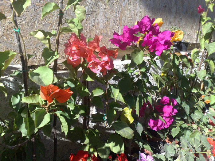 03 - BOUGAINVILLEA