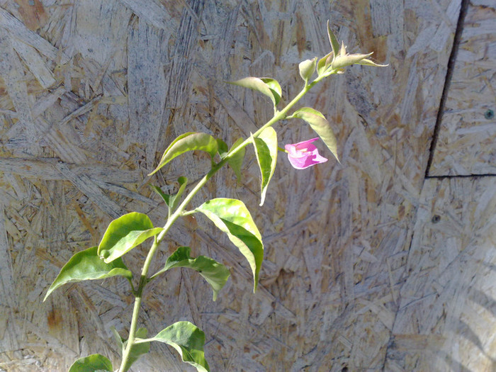 04 - BOUGAINVILLEA
