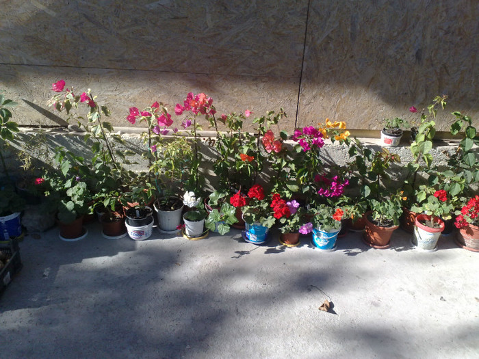 07 - BOUGAINVILLEA