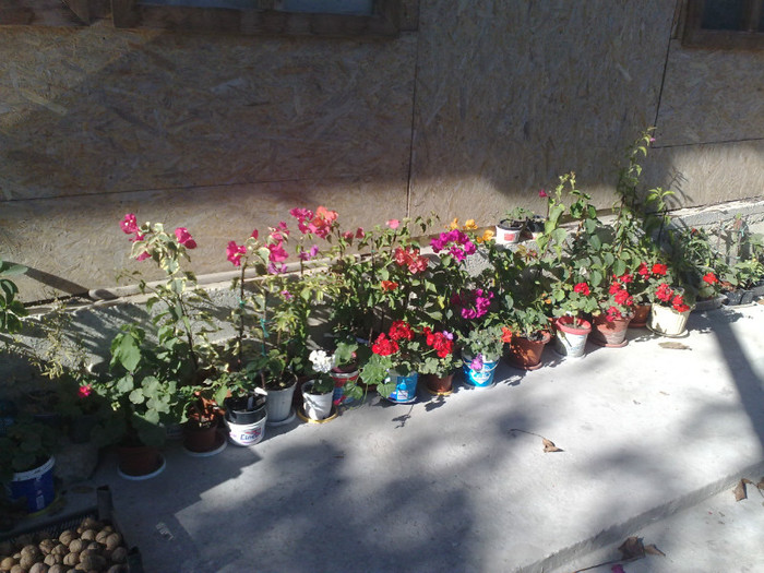 08 - BOUGAINVILLEA