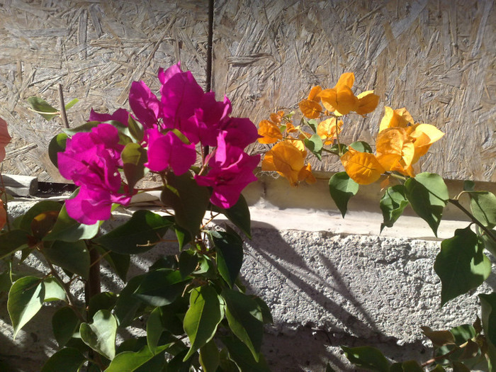 12 - BOUGAINVILLEA