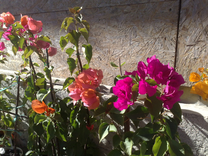 13 - BOUGAINVILLEA