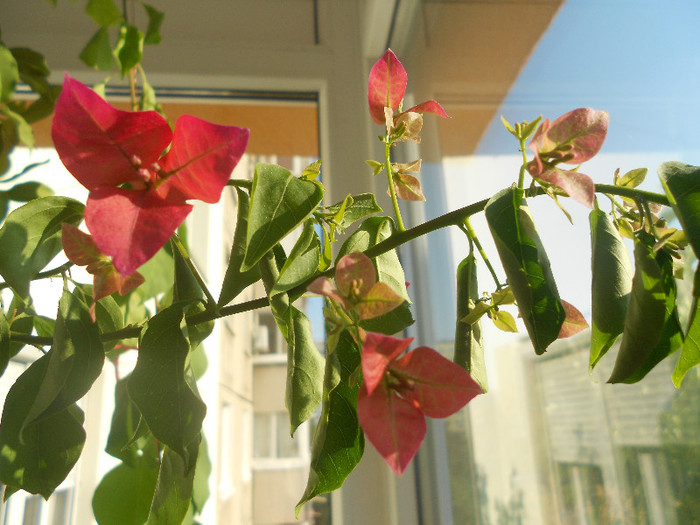 pink - 2012-BOUGANVILLEA