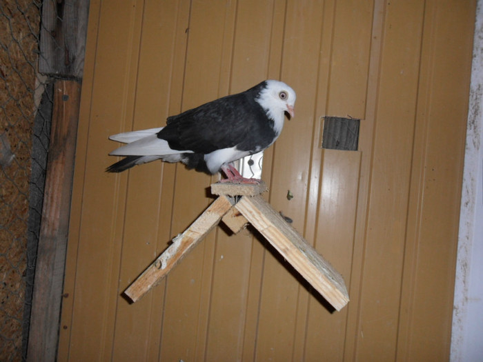 femela 2011 zb de severin,pierduta