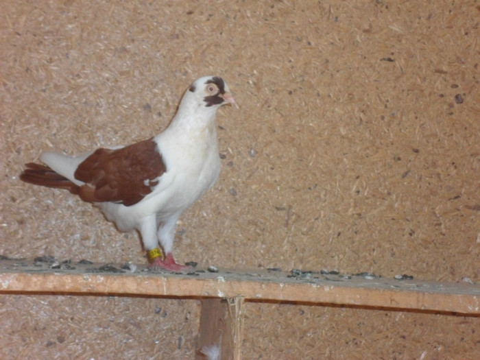 mascul 2006 luat de uliu