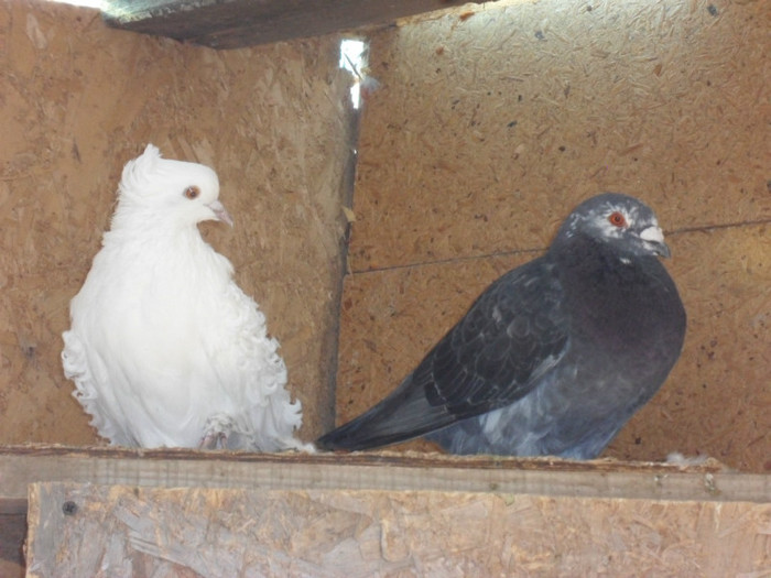 m 2012 si femela creata