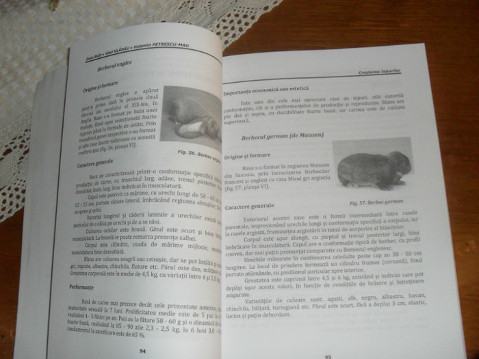 Cateva pagini... - Cresterea iepurilor   rase de iepuri      site-uri si carti despre iepuri