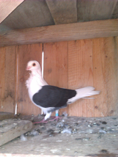 IMAG0690