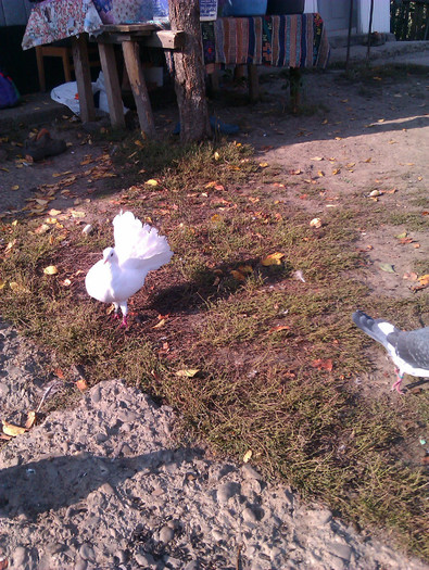 IMAG0647 - DND La masa