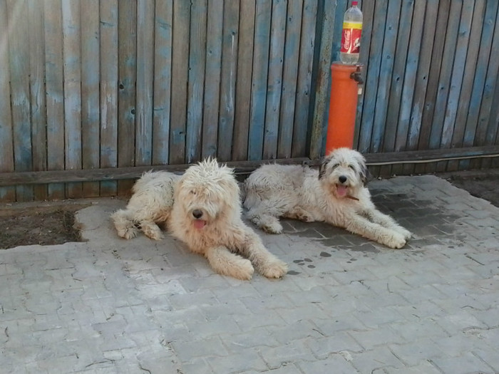 max& cara; max &amp;amp; cara
