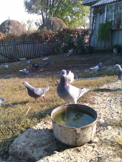 IMAG0669 - DND La masa