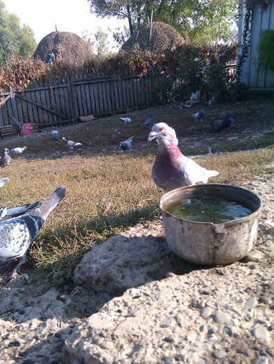 IMAG0672 - DND La masa