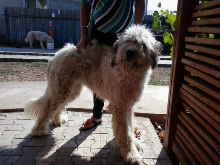 2012-10-07 14.00.58 - a CIOBANESTI MIORITICI