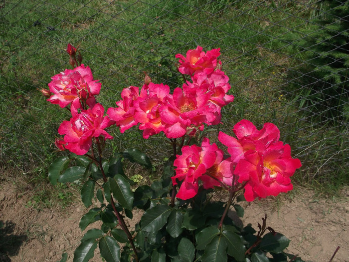 DSCF1118 - Trandafiri